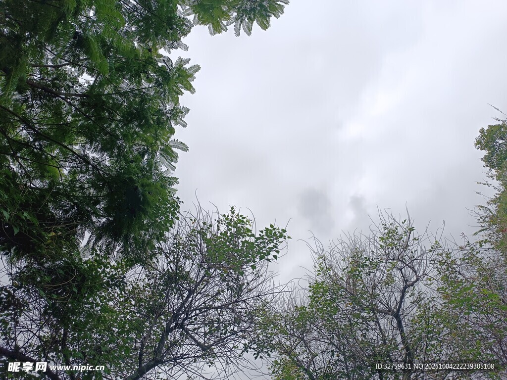 仰視樹林間的灰白天空