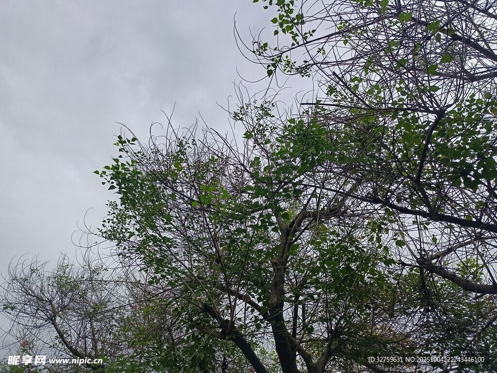 枝頭新綠