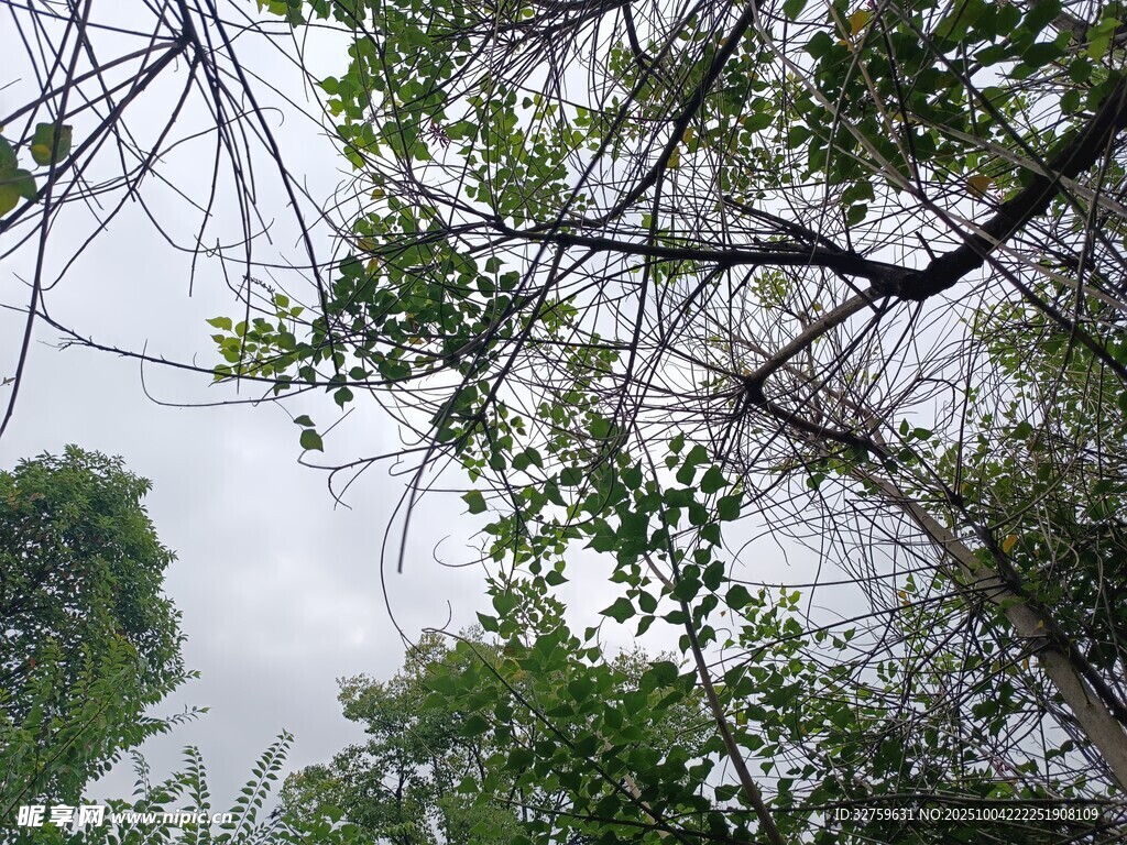 仰視視角下的繁茂樹林