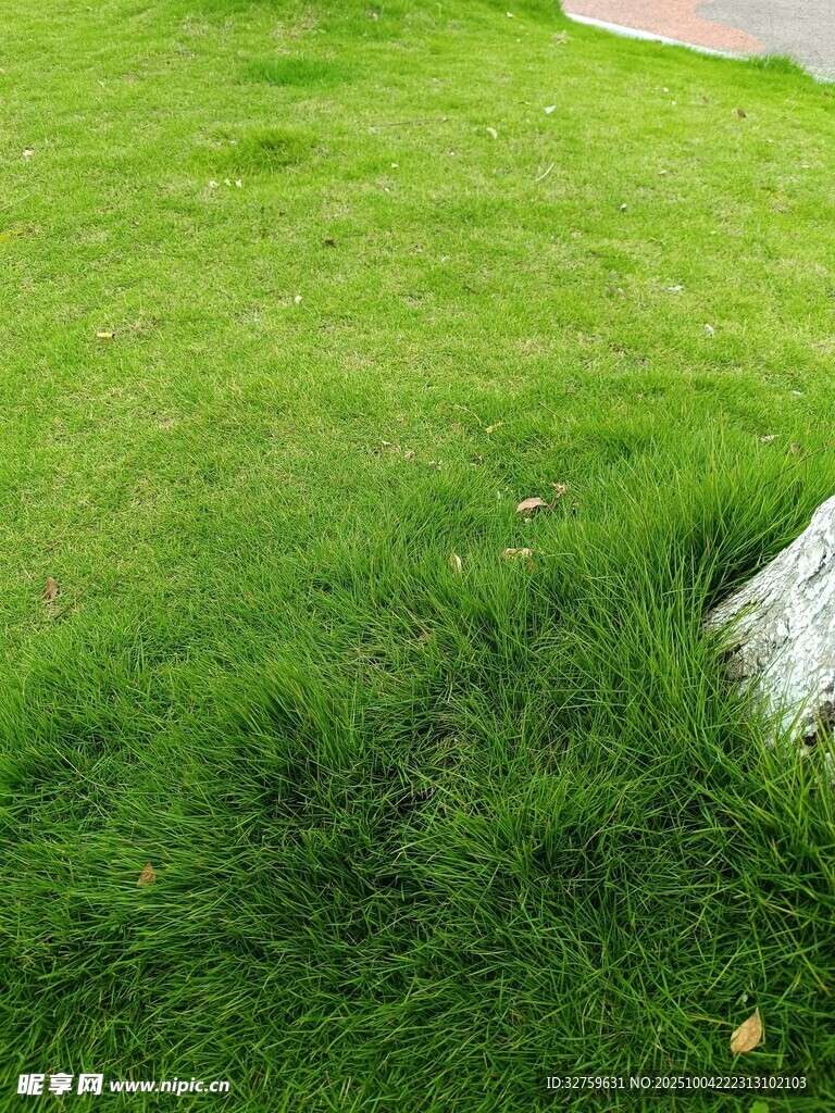 翠綠草坪近景