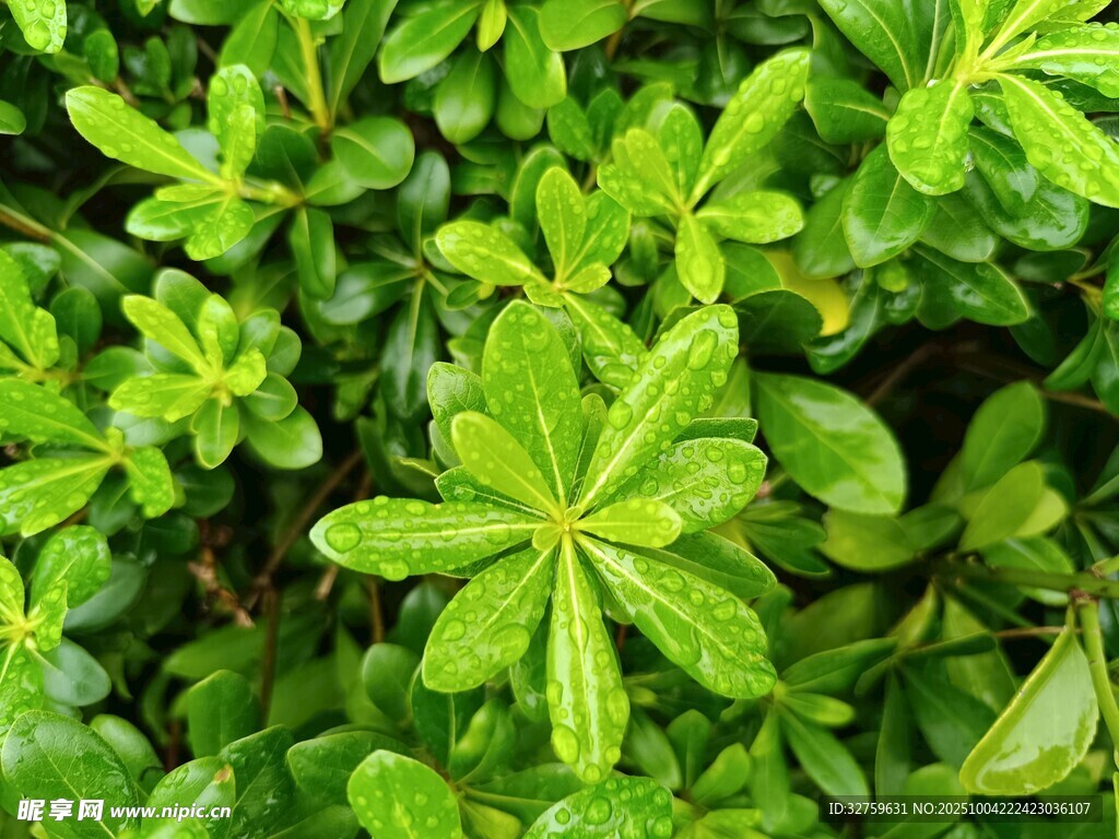 翠綠繁茂的叢生植物