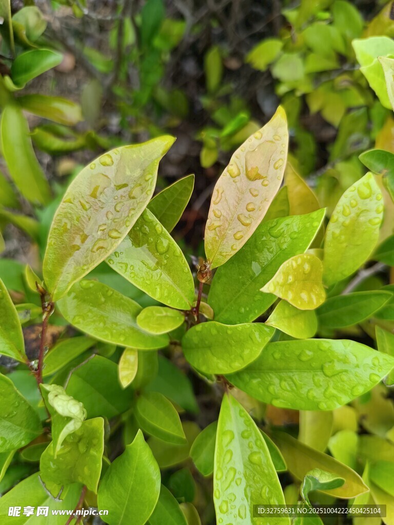 嫩綠葉片生機(jī)盎然