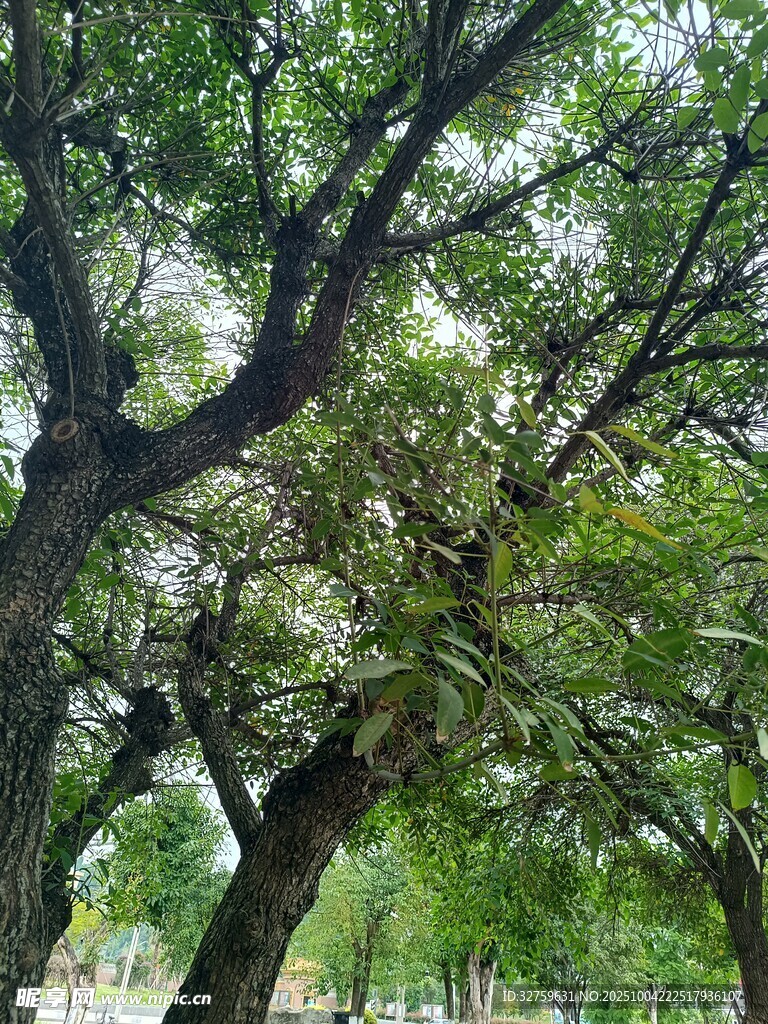 繁茂大樹下的綠意景象