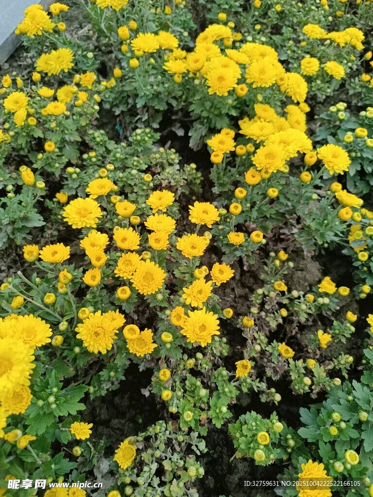 金黃艷麗的花卉景觀
