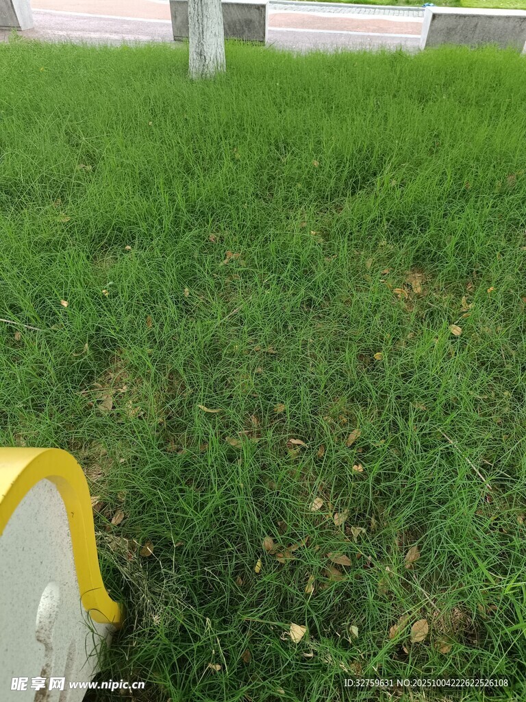 路邊翠綠草地