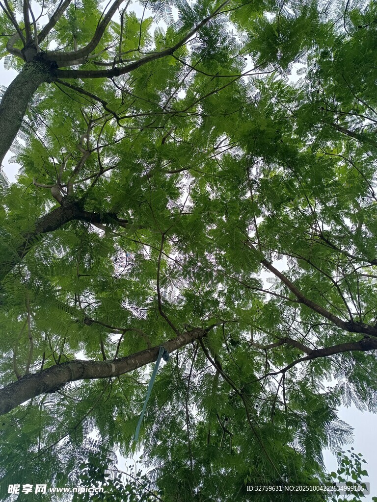 仰視繁茂枝葉