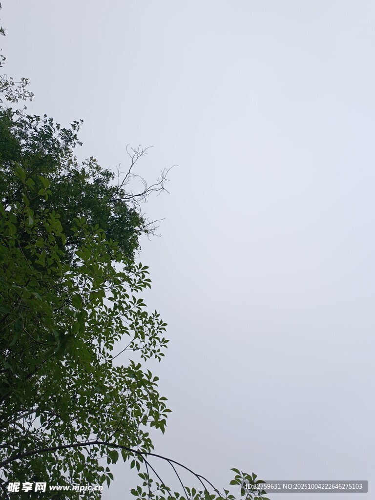 樹梢上的天空