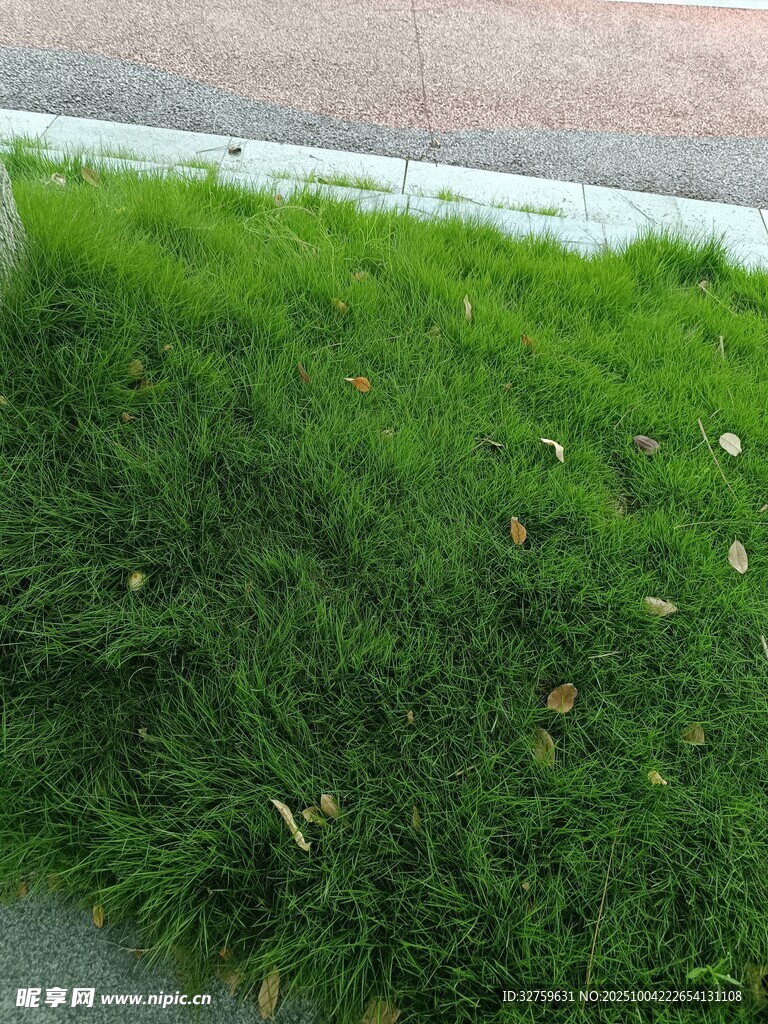 路邊嫩綠草地