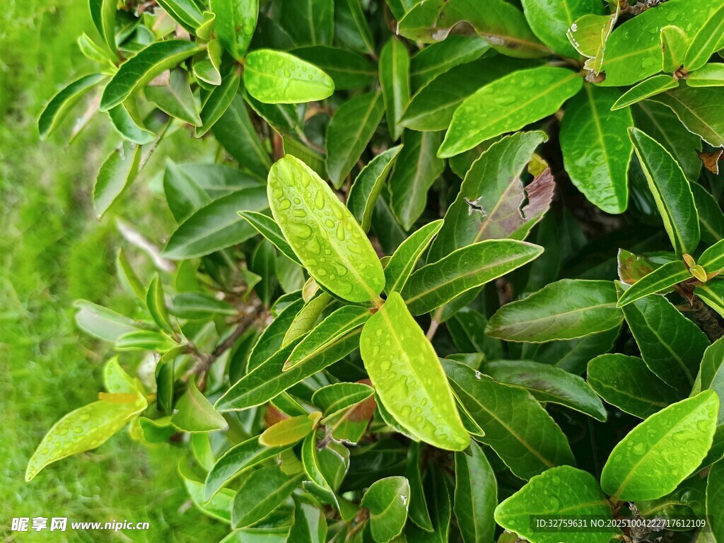 翠綠繁茂的清新植物