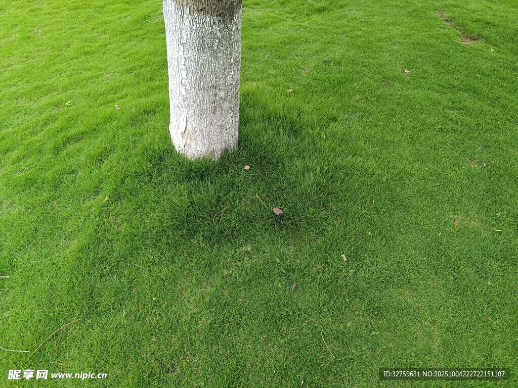 樹下翠綠草坪特寫
