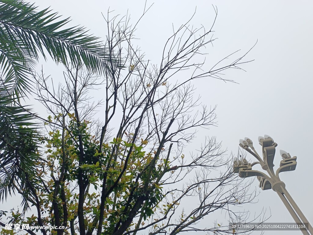 光禿樹枝與綠植及路燈