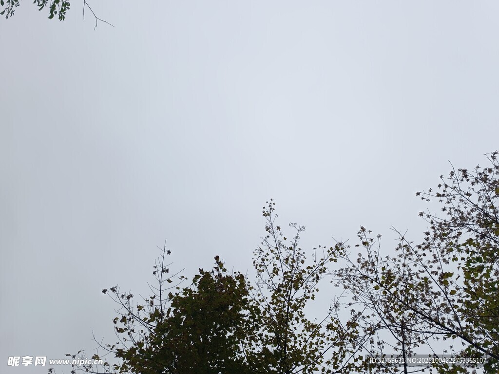 樹梢上的天空景象