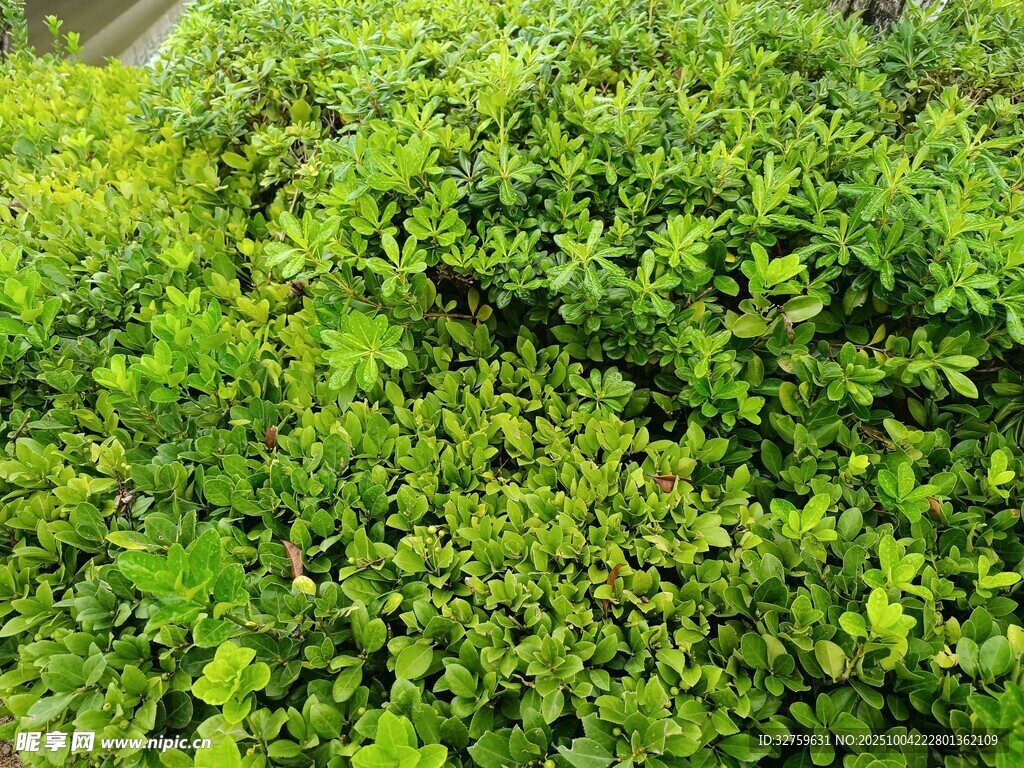 翠綠繁茂的灌木叢
