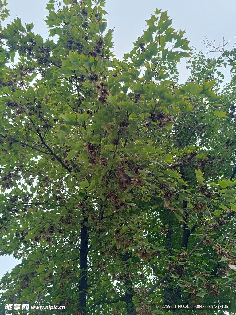 枝葉繁茂的樹(shù)木
