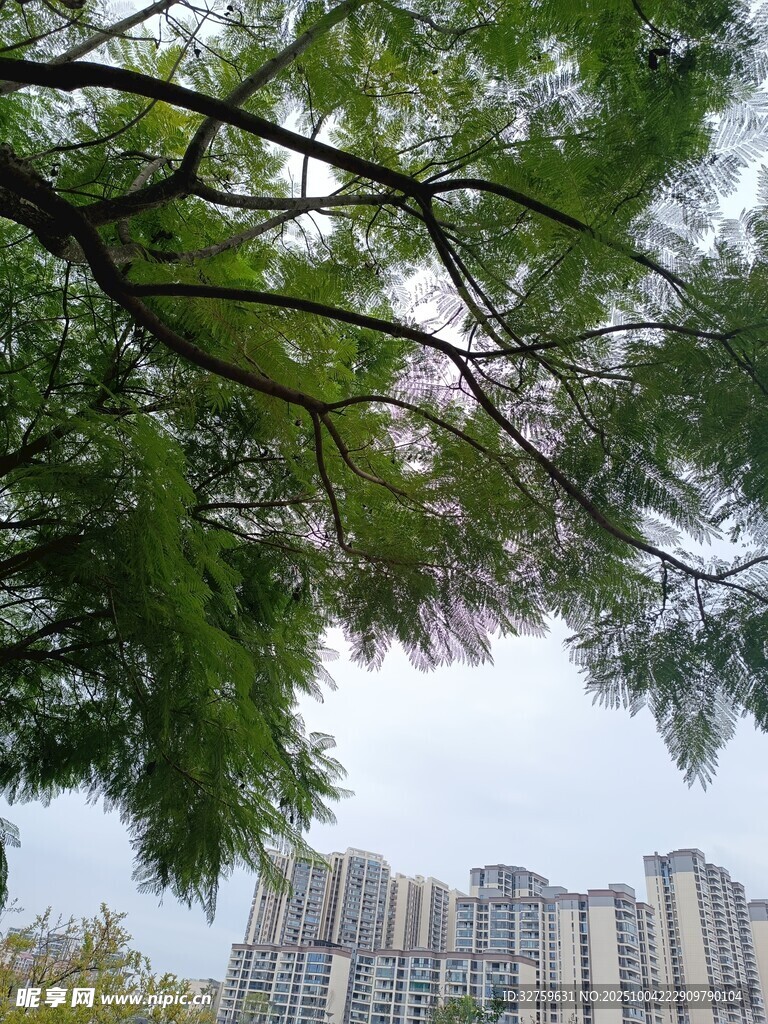 綠樹掩映下的城市高樓