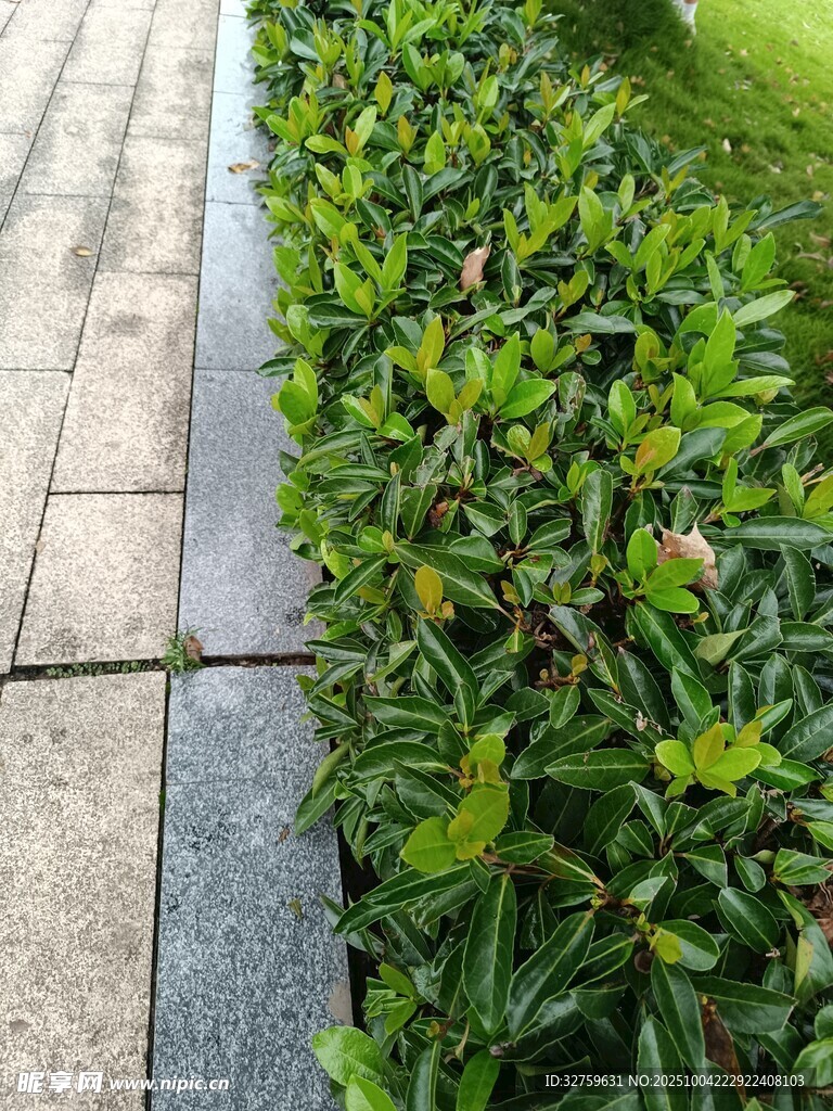 路邊整齊的綠植景觀