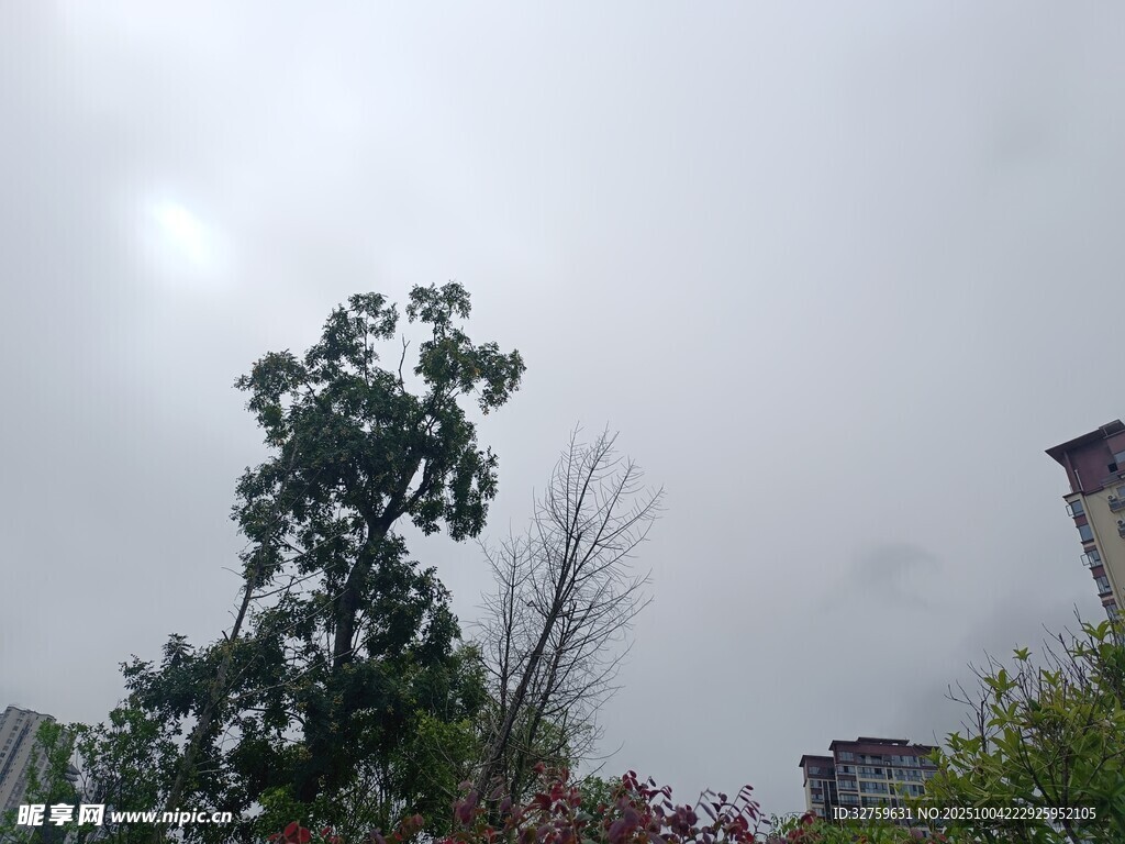 陰天中的樹(shù)木與周邊景致
