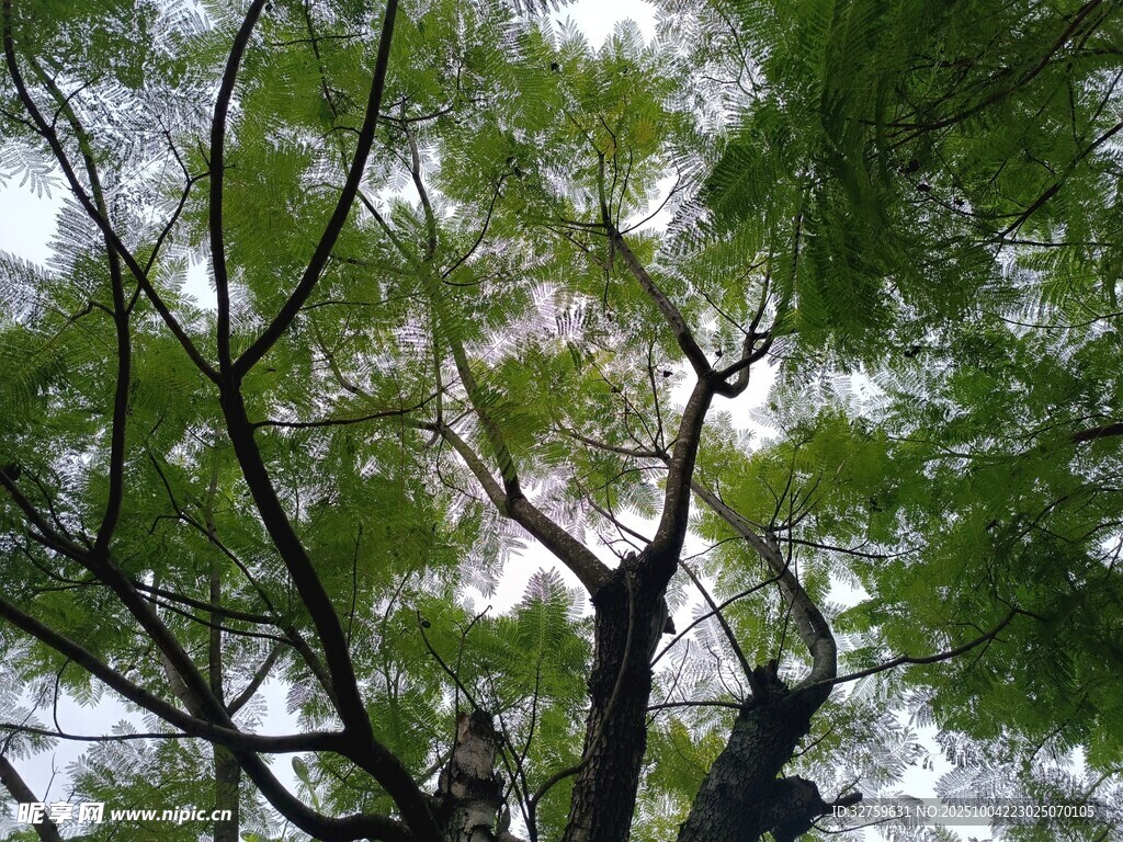 仰視蔥郁樹枝
