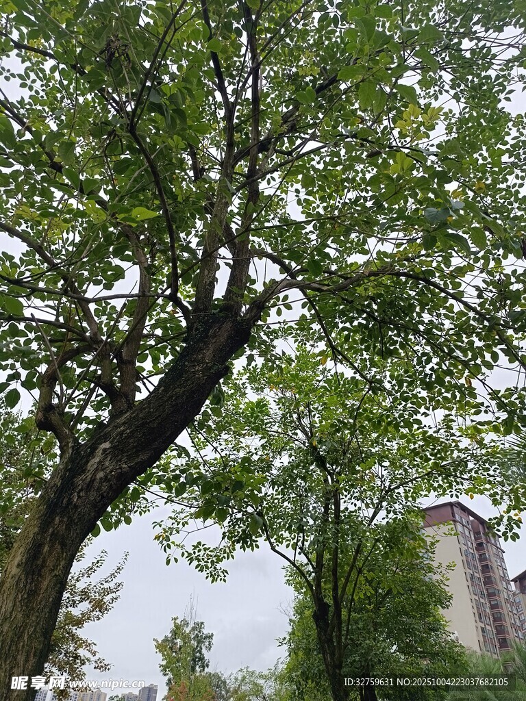 仰視蔥郁大樹與背景建筑
