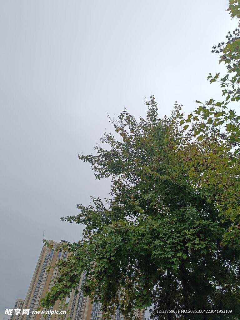 城市中茂盛的綠樹景觀