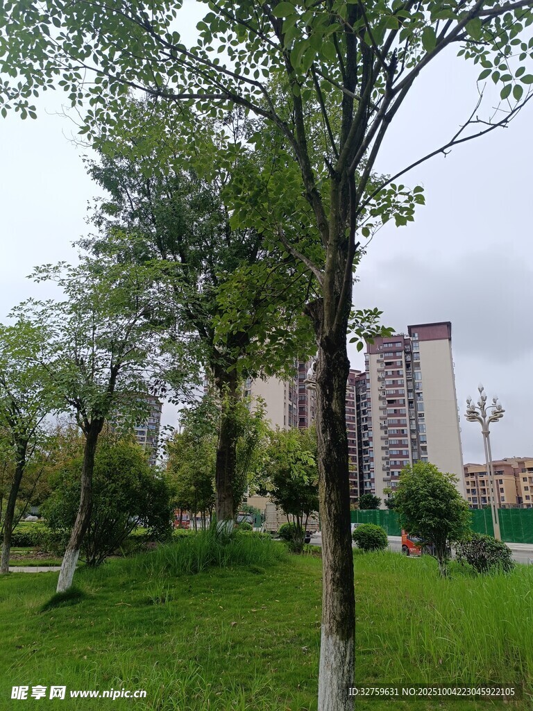 城市中的綠樹與高樓景觀