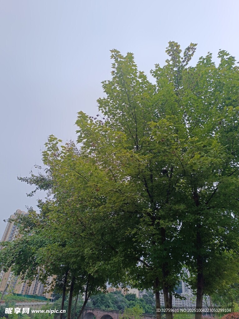 戶外綠樹成蔭景象