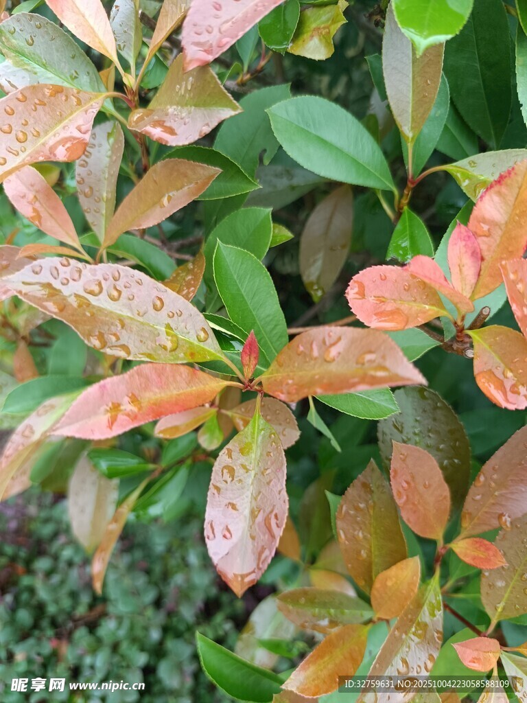 多彩葉片的植物特寫