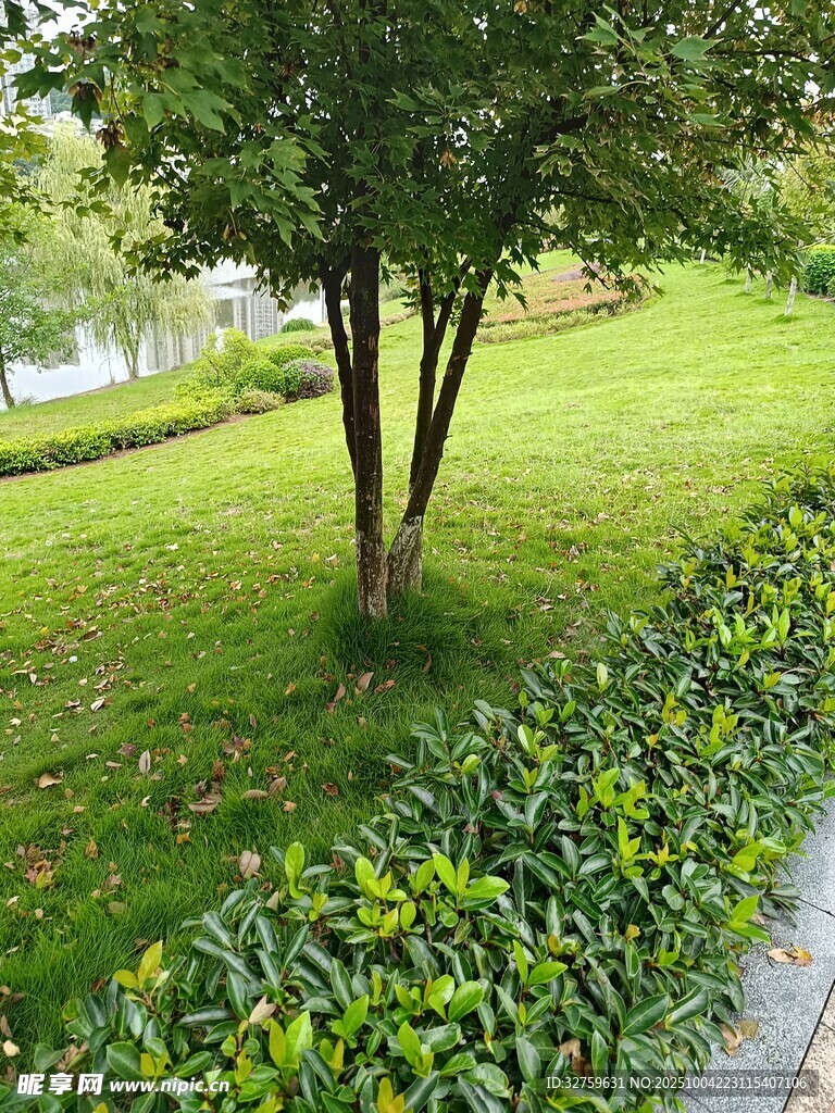 綠意盎然的公園小徑