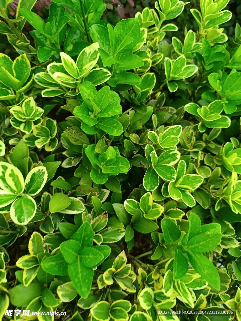 翠綠斑斕的花葉植物