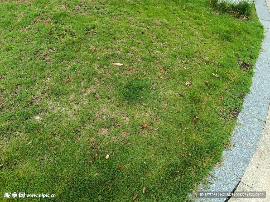 路邊翠綠草地