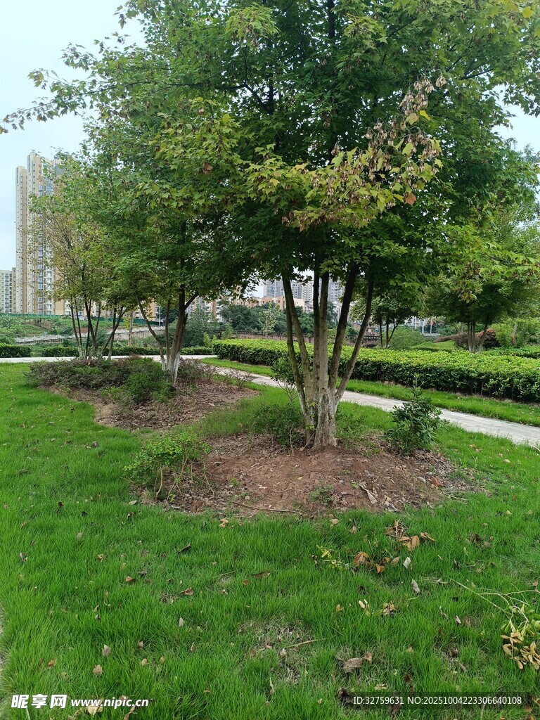 城市綠地中的樹(shù)木景觀