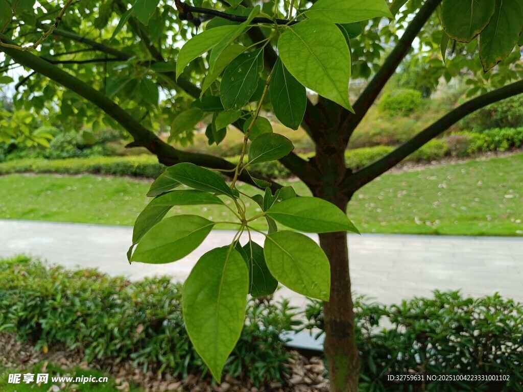 綠葉繁茂的小樹