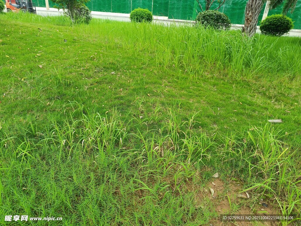 翠綠草地 