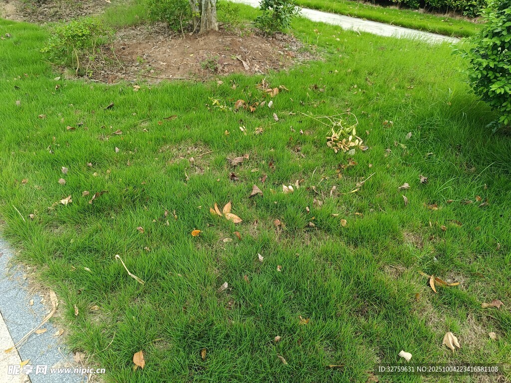 綠意盎然的草地小徑