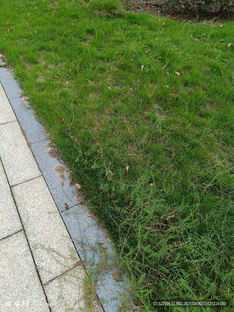 路邊翠綠草坪
