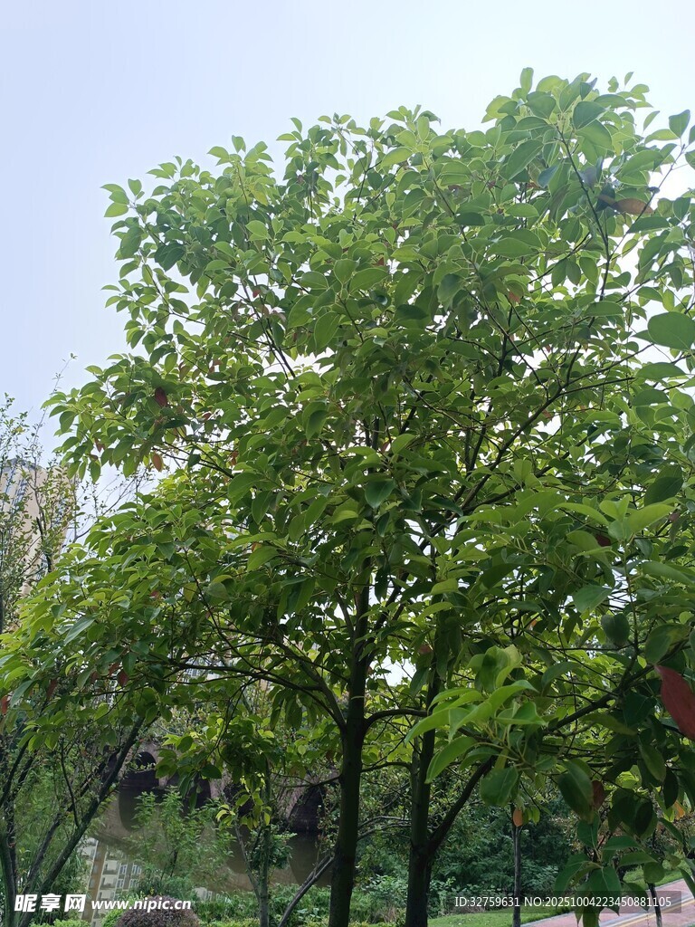 綠葉繁茂的樹木