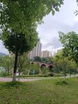 城市公園中的綠樹與遠橋