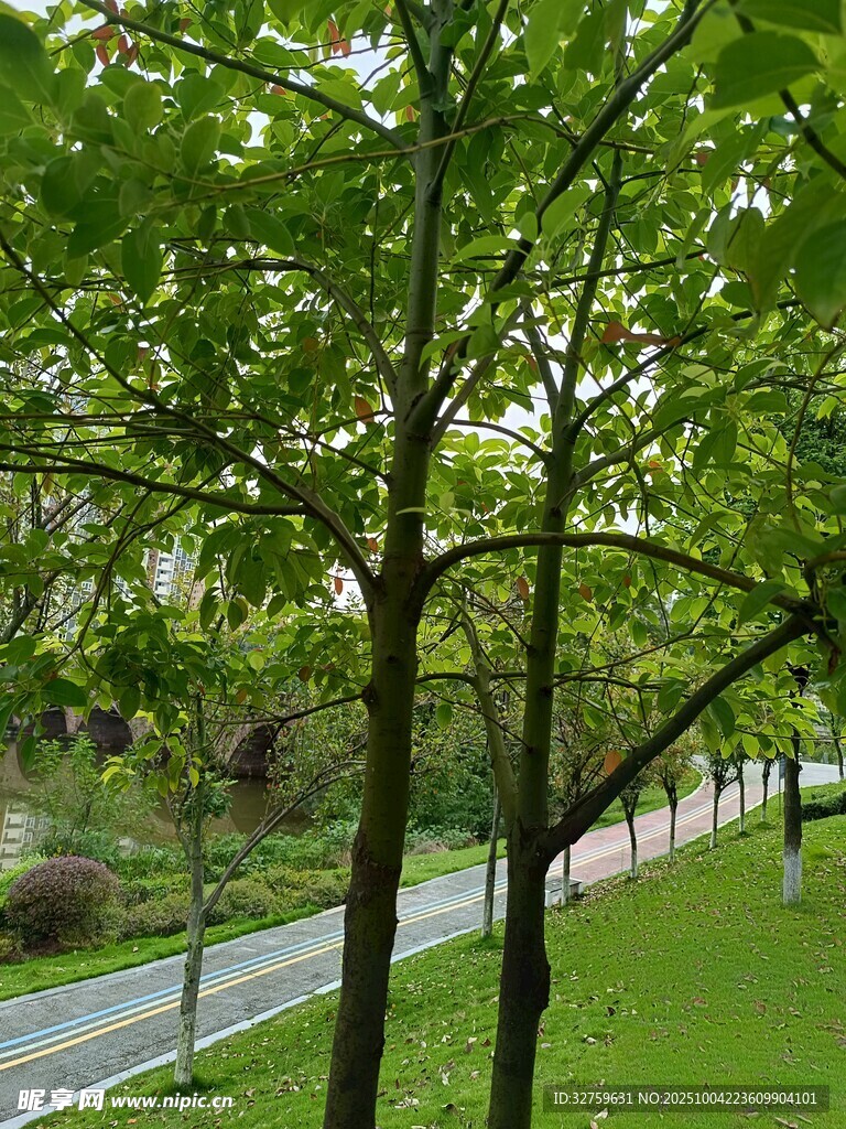 林間小路旁的翠綠樹木