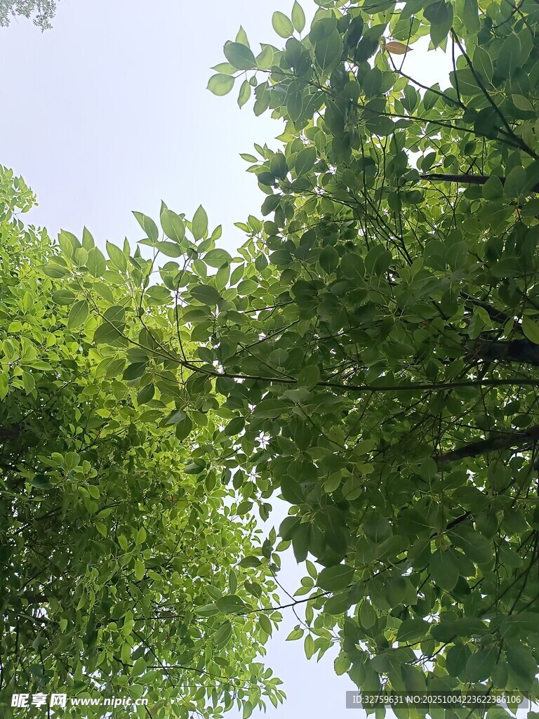 仰視茂密綠樹