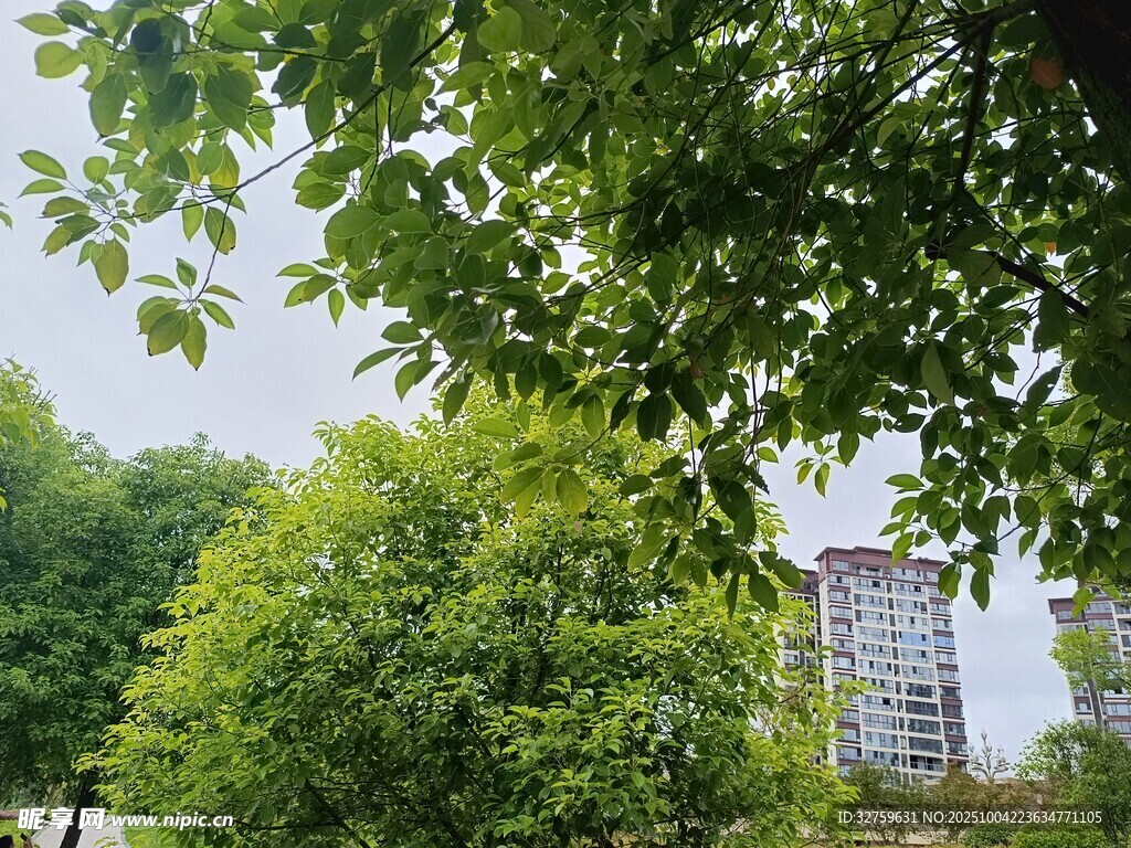 綠樹掩映中的城市景象