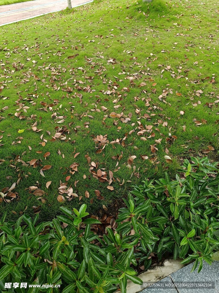 草坪上綻放的多彩小花