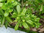翠綠冬青植物特寫