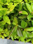 翠綠繁茂的植物葉片