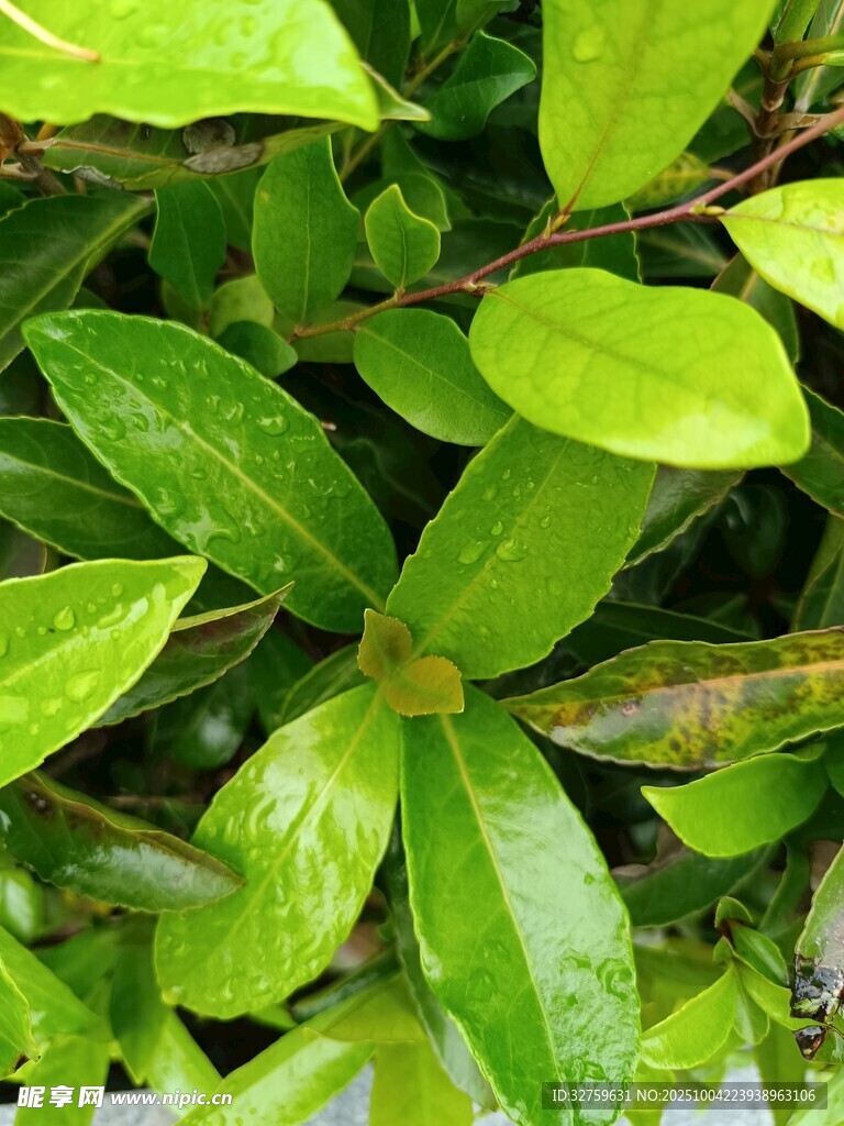 翠綠欲滴的新鮮葉片