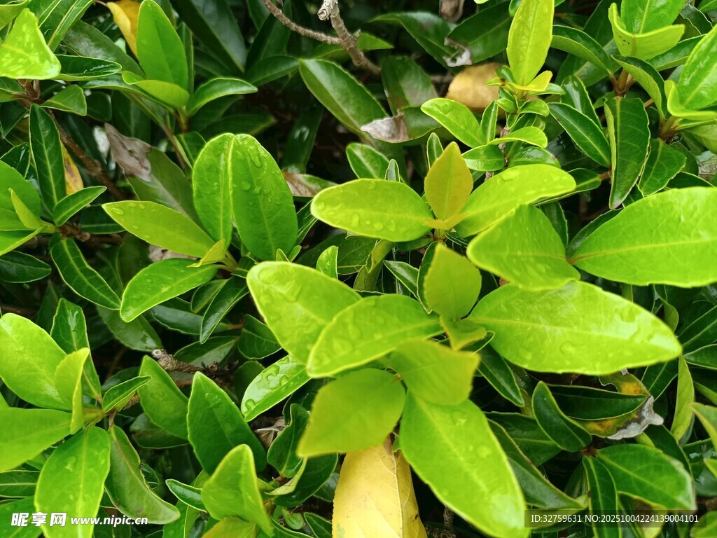 翠綠繁茂的清新植物葉片