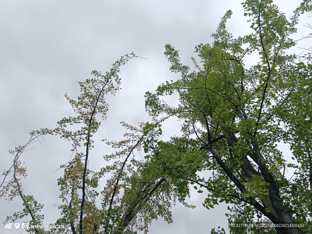 綠樹映灰天的自然景致