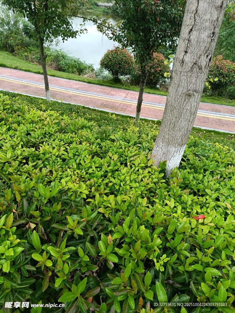 綠意盎然的路邊灌木叢