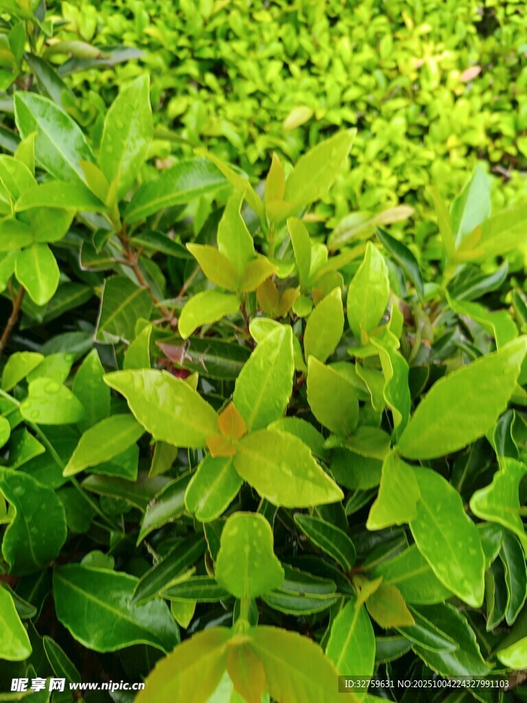翠綠繁茂的清新植物