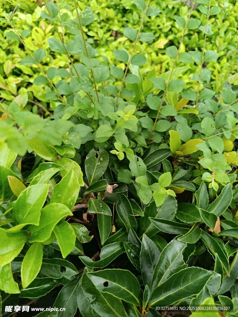 翠綠繁茂的多樣植物景觀