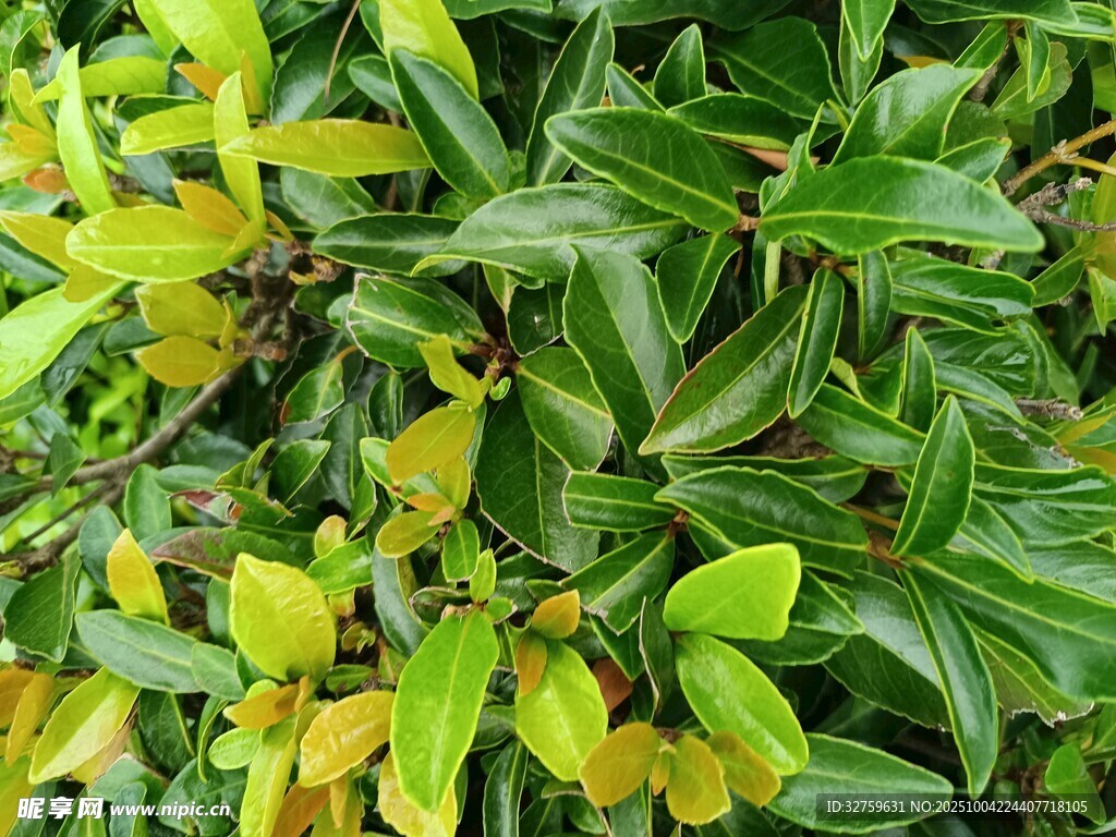 綠葉黃花植物特寫